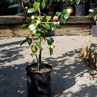 Planter Bags (PBS)/Sprayguards 180X180X360-125 BLACK PB18 - Flexoplas